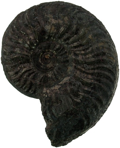 Lias pleydellia aalensis - pleydellia,
