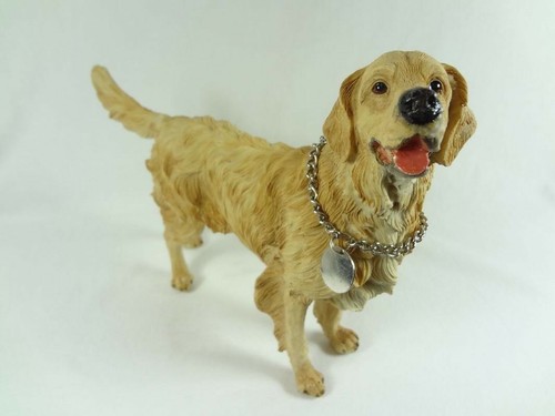Hund labrador golden retriever - hund,