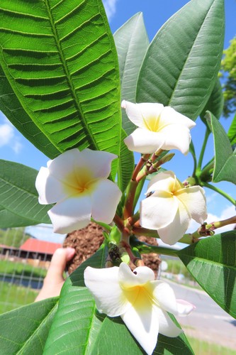 Plumeria frangipani verzweigt