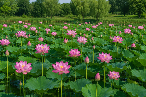 10kg samen nelumbo nucifera - 10kg,