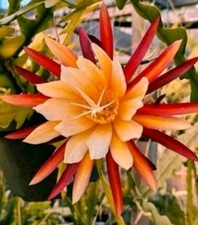 Epiphyllum "The Lost Dutchman