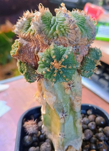 Aztekium ritteri rarität - aztekium,