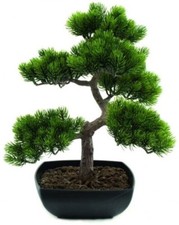 EUROPALMS Bonsai-Pinie, 50cm