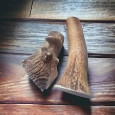 Hirschgeweih & Damhirschgeweih