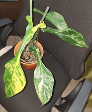 Philodendron joepii variegata - philodendron,
