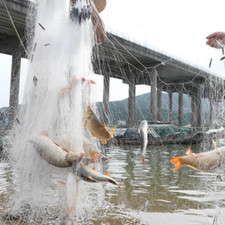 Fischernetz Stellnetz-Blatt 30m, H:1,8m X 45 3 Lagen Nylon Monofilament Netz