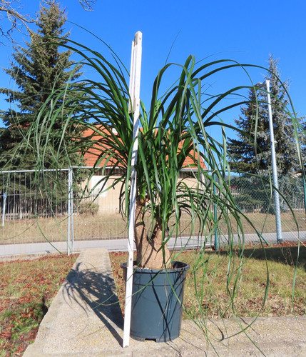 Elefantenfuß beaucarnea - elefantenfuß,