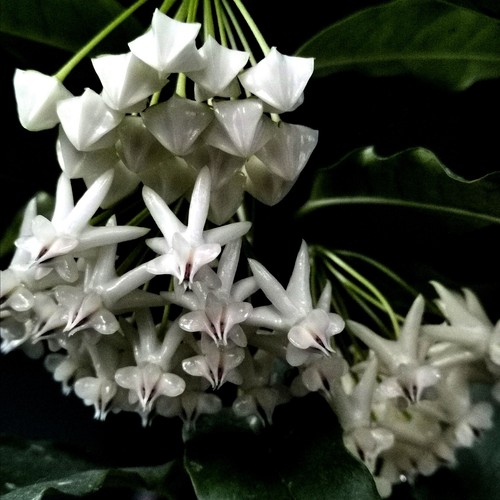 Hoya wachsblume lockii - hoya,