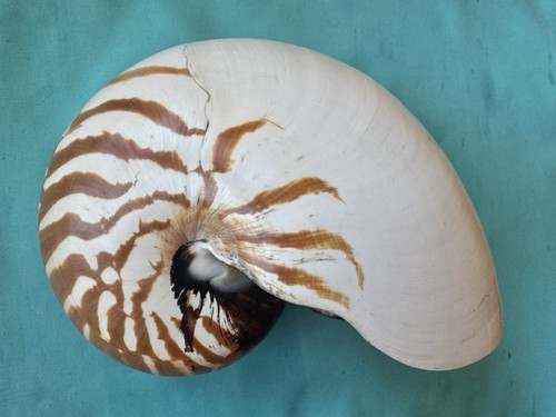 Große meeresmuschel nautilus - große,