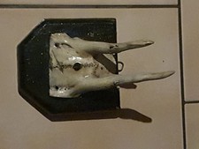 Rehbock Trophäe auf einem