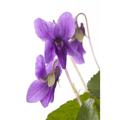 Viola odorata königin - odorata, 'königin