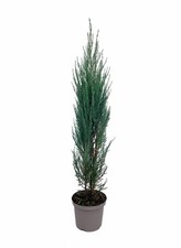 Juniperus scopulorum 'Blue