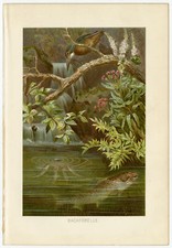 Bachforelle Ufer Eisvogel