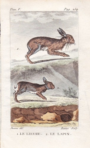 Kaninchen bunnies hasen - hasen, lepus
