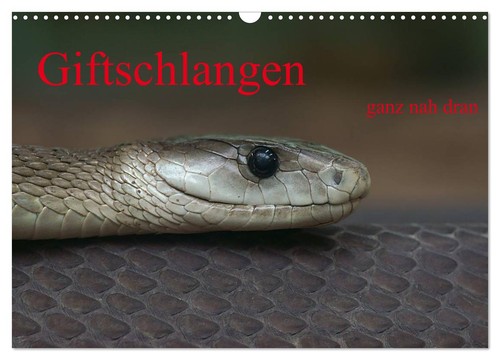 Giftschlangen ganz nah dran - giftschlangen,,