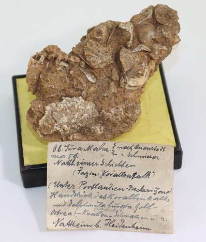 Faziesstück mit korallen - faziesstück,