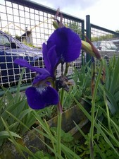 Iris sibirica, Sibirischen Wiesen Schwertlilie, Blue King,  50 Samen