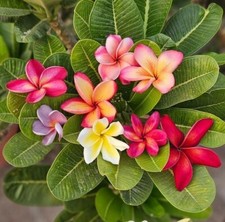 80001860 Plumeria Frangipani