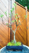 Malus pomzai - Bonsai