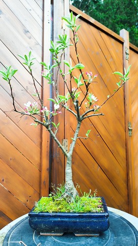 Malus pomzai bonsai - -,