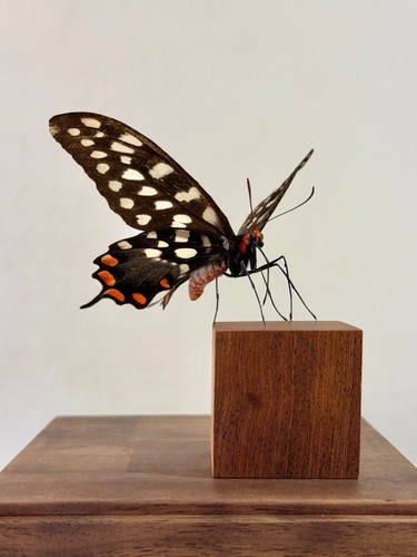 Echter schmetterling papilio - echter,