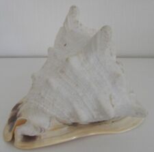 Mittlere Schnecke Cassis