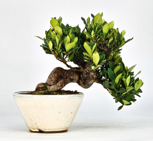 Bonsai gardenia jasminoides - bonsai,