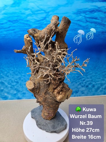 Aquarium kuwa wurzel - 🌳aquarium,