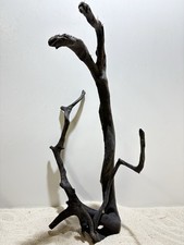 Schwarze Moorwurzel XL