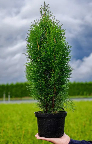 Thuja occidentalis smaragd - thuja,