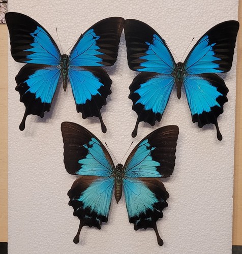 Papilio ulysses autolycus 2 - papilio,