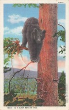 CARTE TOILETTE SCHWARZBÄR IM