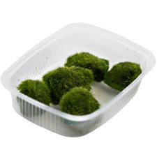 Tropica 5x Nano Mooskugel - Aegagropila linnaei Garnelen Aquarium Deko Moosball