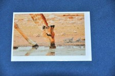 REWE ABENTEUER TIERWELT Nr