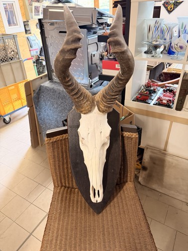 Oryx antilope geweih - oryx,