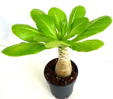 Brighamia Insignis Hawaiipalme Vulkanpalme  abgebildete  Zimmerpflanze