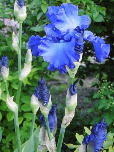 Rhizome hohe - rhizome,