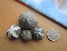 Vier sehr schöne versteinerte