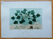 Dupuis Originaldruck Botanik