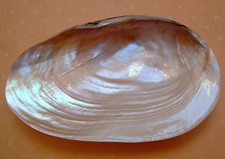 Exclusive Perlmutt -