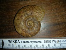 Pseudogrammoceras Lias Frankreich