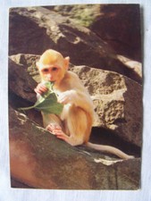 Postkarte Ansichtskarte alt Tiere Sammlung Affe Affenbaby Zoo Tierkind