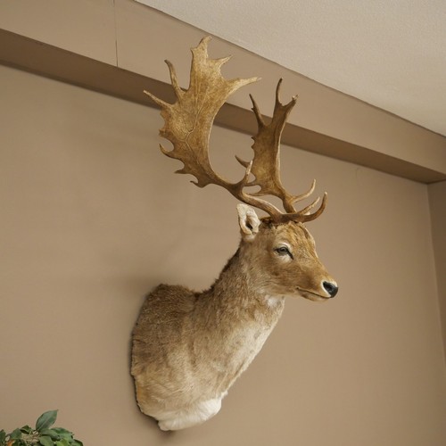 Damhirsch kopf - damhirsch,