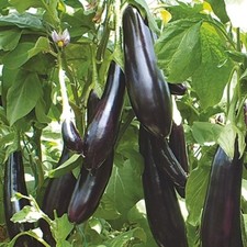 Aubergine Aydin 20+ Samen -