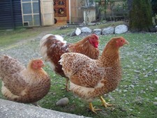 10 Bruteier von Zwerg