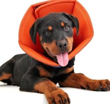 Verstellbarer Hundehalskragen  Schutzkragen für  kleine Hunde  nach OP