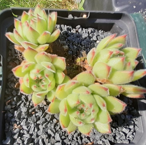 Sempervivum hausmannii - sempervivum, "hausmannii"