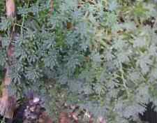 4 Portionen Weißer Mauerpfeffer, Fetthenne Sedum album