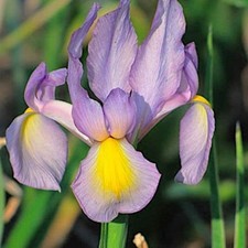 20 Schwertlilien Iris Hollandica Rosario hellviolett Blumenzwiebeln