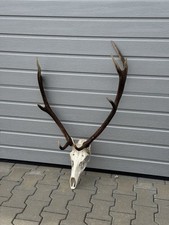 Geweih Rotwild Hirschgeweih